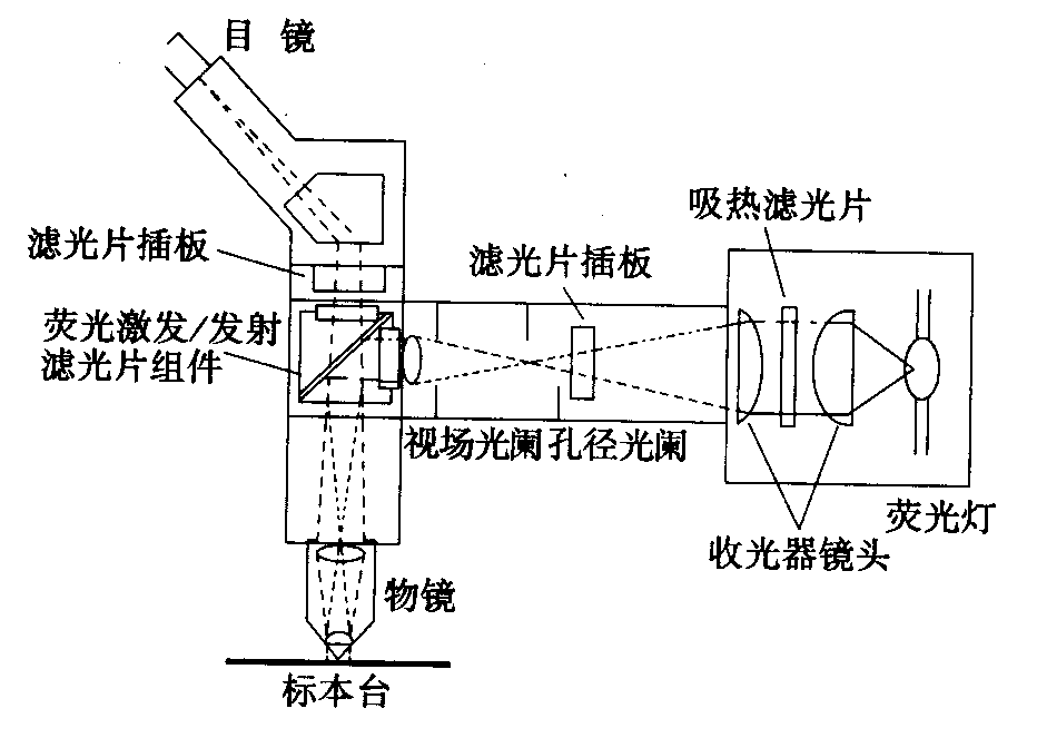 熒光顯微鏡原理圖，激發(fā)濾板和壓制濾色系統(tǒng)